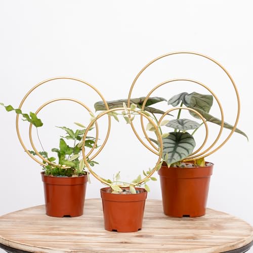 Hoya Trellis for Indoor Plants - 3PCS Stylish Metal Plant Supports
