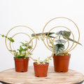 Hoya Trellis for Indoor Plants - 3PCS Stylish Metal Plant Supports