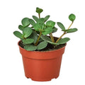 Peperomia Hope Live Plant for Indoor | Houseplants in 4'' & 6'' Pot