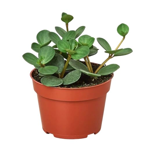 Peperomia Hope Live Plant for Indoor | Houseplants in 4'' & 6'' Pot