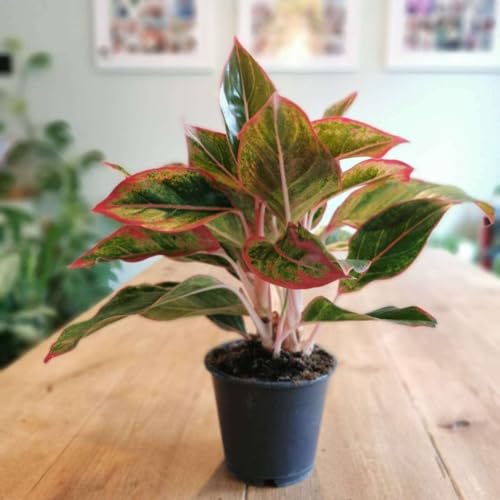 Chinese Evergreen Red Siam Live Plant | Houseplants in 4'' & 6'' Pot - view 4