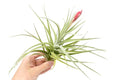 Tillandsia Leonamiana Air Plant - Wholesale and Bulk - Succulents - Live Tillandsia - Easy Care Indoor and Outdoor House Plants (Single)