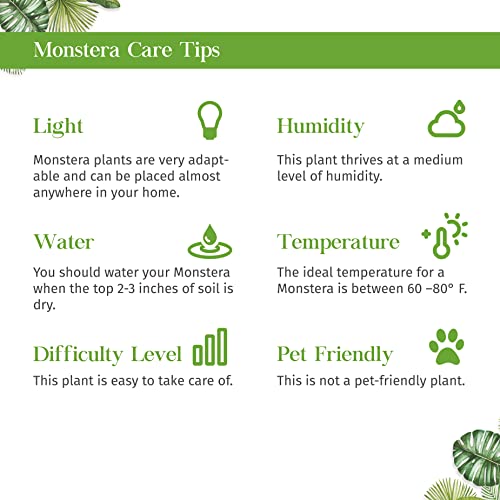 Philodendron Monstera Split-Leaf Live Plant | Houseplants in 4'' & 6'' Pot - view 5