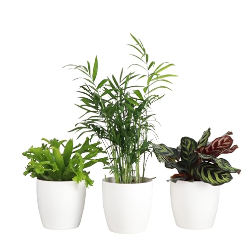 Live Pet Friendly Indoor Houseplant Bundle, 3-Pack, 4" Pots
