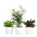 Live Pet Friendly Indoor Houseplant Bundle, 3-Pack, 4" Pots