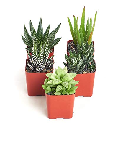 Haworthia Collection | Assortment of Hand Selected, Fully Rooted Alluring Miniature Aloe Live Indoor Succulent Plants, 5-Pack