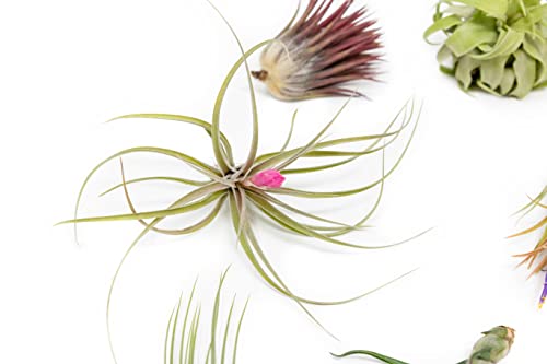 Grab Bag Pack Small & Medium Air Plants - Fertilizer Packet - Wholesale - Bulk - Live Tillandsia - Easy Care House Plant - Succulents, 10 Count (Pack of 1) - view 3