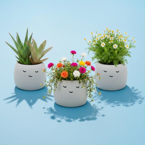 Seeds Peaceful Face Grow Kit 3-Pack, Painted Concrete Planters - view 7