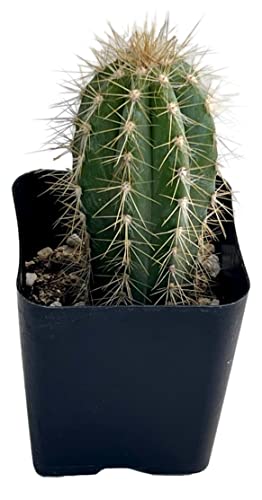 Live Mini Cactus Plants (8 Pack), Assorted Potted Cacti Variety Pack - view 6