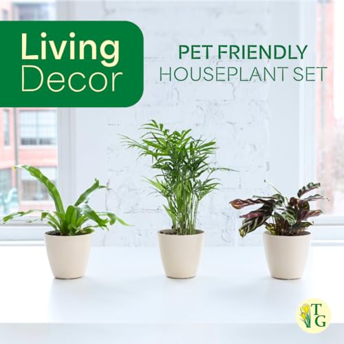 Live Pet Friendly Indoor Houseplant Bundle, 3-Pack, 4" Pots - view 5