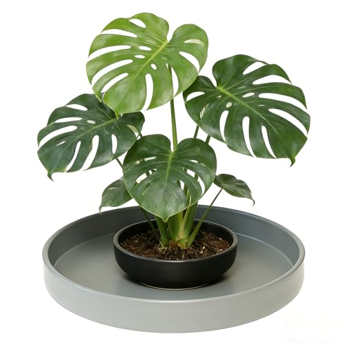1 Pack 12 inch Plant Saucer Drip Tray, Heavy Sturdy Plastic Planter Flower Pot Drainage Tray Plate Saucers for Indoor Outdoor Garden, Plant Water Drip Trays for pots Base (12", Gray) - view 5