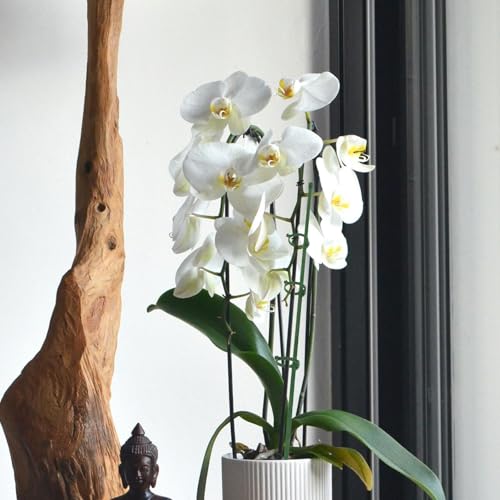 30.6x0.7x0.7cm Plastic Orchid Plant Stakes with Clips for Pots - view 6