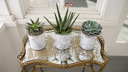 Organic Cactus Potting Soil Mix, Natural & Organic Soil for Cactus, Succulent, Palm, and Citrus Grown in containers Both Indoors and Outdoors, 4 qt, Pack of 2 - view 4