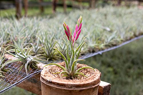 Tillandsia Caput Medusae Air Plants - Live Succulent House Plants - Available in Wholesale and Bulk - Home and Garden Decor - Easy Care Indoor/Outdoor Air Plant (Pack of 1) - view 2