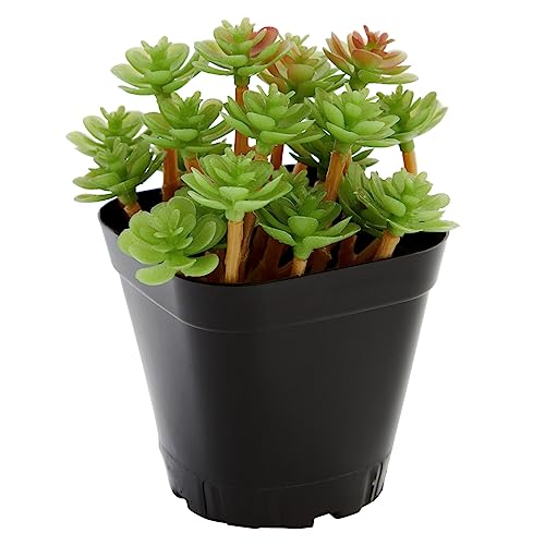 Square Nursery Pots - Seedling Planters with Drainage Holes - Versatile Pots for Plants & Succulents - Space-Saving Stackable Planters - 2.6 in, Pack of 150, Black - view 6