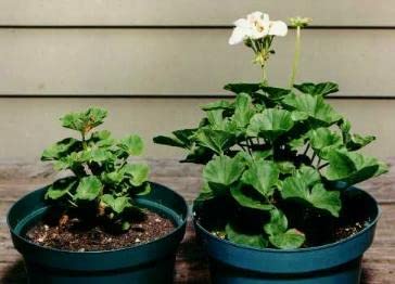 Sachets: Helps Your Plants Grow Bigger Faster and Stronger - view 5