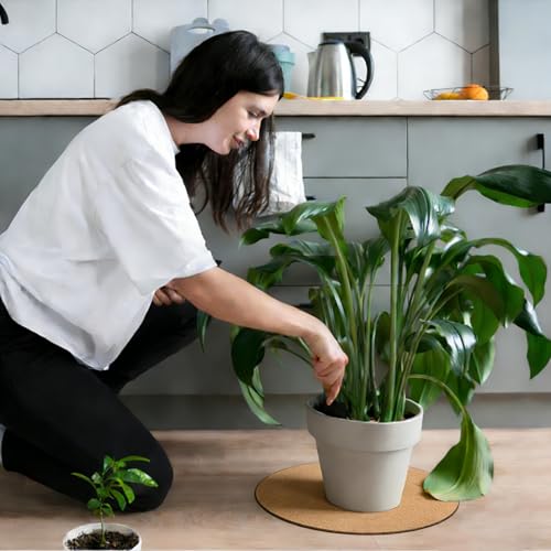 2 Pcs Large Cork Plant Coasters 14 Inch Double Layers Thicken Planter Coaster Plant Pot Saucers Waterproof Non-Slip Mat for Indoor Outdoor Plants Home Floor Protection - view 7
