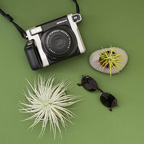 Jumbo Tectorum Ecuador Air Plant - Live Tillandsia Succulent House Plants - Available in Wholesale and Bulk - Home and Garden Decor - Easy Care Indoor/Outdoor Air Plants - view 3
