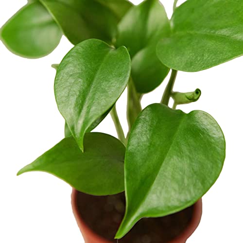 Philodendron Monstera Split-Leaf Live Plant | Houseplants in 4'' & 6'' Pot - view 3