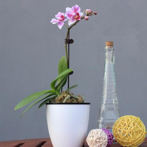 150pcs Plastic Orchid Clips, Vine Training and Garden Support - view 5