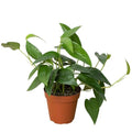 Cebu Blue Pothos (Epipremnum pinnatum 'Cebu Blue') Live Plant in 4'' Pot