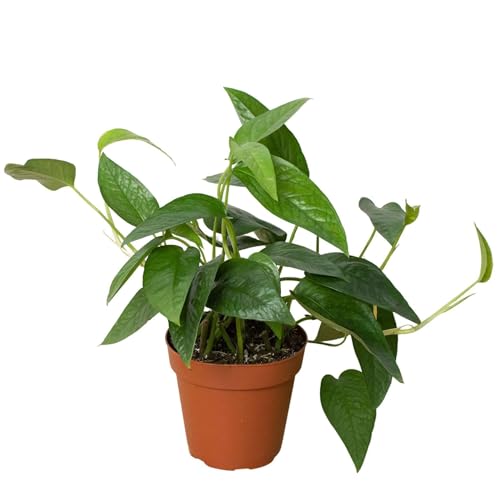 Cebu Blue Pothos (Epipremnum pinnatum 'Cebu Blue') Live Plant in 4'' Pot