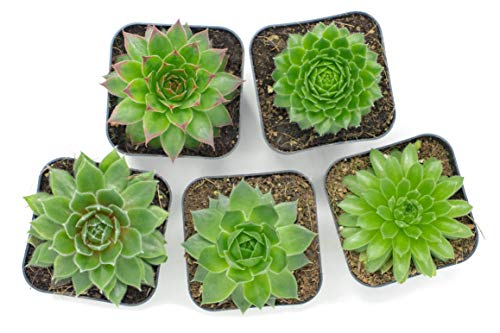 Succulent Plants | 5 Sempervivum Succulents | Rooted in Planter Pots with Soil | Real Live Indoor Plants | Gifts or Room Decor - view 3