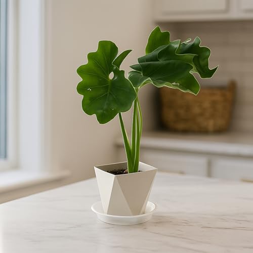 30 Pack Clear Plant Saucer 4.7 Inches Plastic Drip Trays to Catch Water - view 4