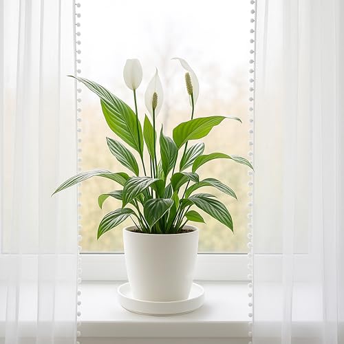 Ceramic Plant Saucer/Drainage Tray, 7.1 in, White, 97-T-A-3 - view 6