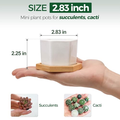 Small Succulent Pots 12 Pack, Mini Flower Planters with Drainage White - view 2