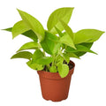 Pothos Neon Live Plant for Indoor | Houseplants in 4'' & 6'' Pot