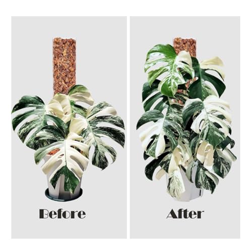 Moss Pole Plastic Plant Pole 17 Inch D Shaped Closure Design Water Retaining Easy Attachment for Climbing Training Larger Leaves Stackable for Taller Plants (6PCS) - view 4