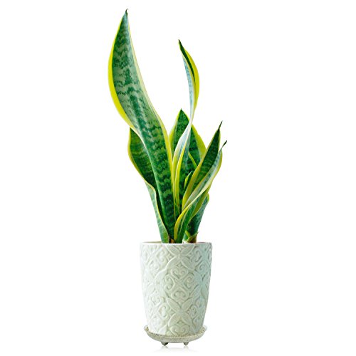 5 Pieces of 8 inch Clear Thick Plastic Heavy Duty Plant Sturdy Saucer Drip Trays for pots (8") - view 5
