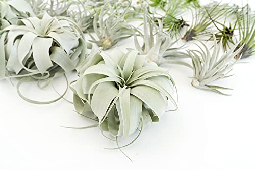 48 Air Plant Variety Pack - Live Tillandsia Succulent House Plants - Wholesale and Bulk - Home and Garden Decor - Easy Care Indoor and Outdoor Plants - view 6