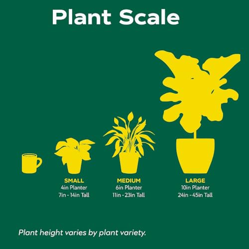 Air Purifying Variety Bundle | Live Plant for Indoor & Outdoor | for Living Room, Office, Bathroom | (4" Pot, 4 Pack) - view 3