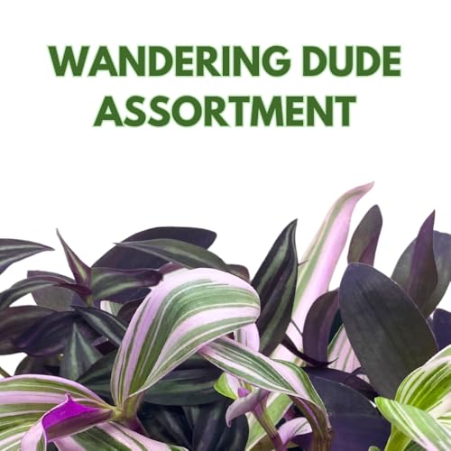Wandering Dude Assortment, Tradescantia Variety, 2 inch, Set of 3 Tiny Mini Pixie Plant - view 2