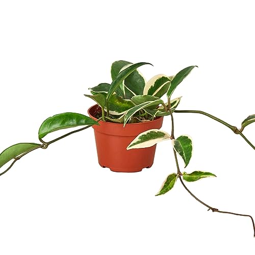 Hoya Carnosa Tricolor Live Plant for Indoor | Houseplants in 4'' & 6'' Pot