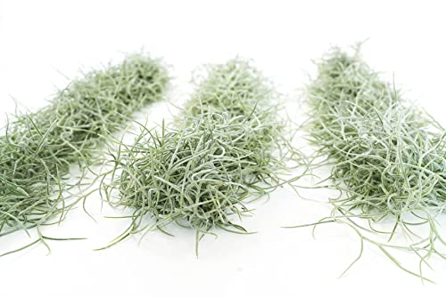3 Pack Thick Colombian Spanish Moss Live Strands with Wire Hook - Tillandsia Usneiodes - Live Tillandsia Succulent House Plants - Home and Garden Decor - Easy Care Indoor and Outdoor Plants - view 2