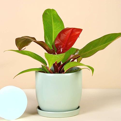 Philodendron Prince of Orange Live Plant | Houseplants in 4'' & 6'' Pot - view 3