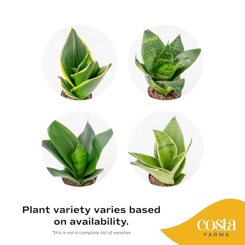 Snake Plant, Live Indoor Plants, Easy Care 3-Pack - view 3