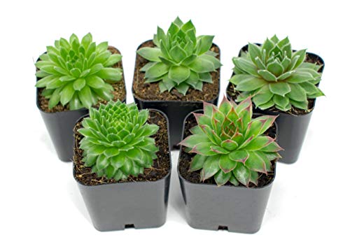 Succulent Plants | 5 Sempervivum Succulents | Rooted in Planter Pots with Soil | Real Live Indoor Plants | Gifts or Room Decor