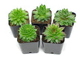 Succulent Plants | 5 Sempervivum Succulents | Rooted in Planter Pots with Soil | Real Live Indoor Plants | Gifts or Room Decor