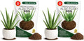 Professional Aloe Plant Soil Mix Large 2.2 Quarts Ready to Use, Premium Potting Soil for Aloe Vera Cactus Succulent Plants, Fast Draining Blend Pinebark Peat Course Sand Indoor Made in USA (Pack of 2)