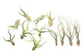 Pack of Wild Ones Air Plants - Tillandsia Caput Medusae, Butzii & Bulbosa Guatemala - Succulent House Plants for Holders - Available in Wholesale/Bulk - Easy Care Indoor/Outdoor Plants (Pack of 12)