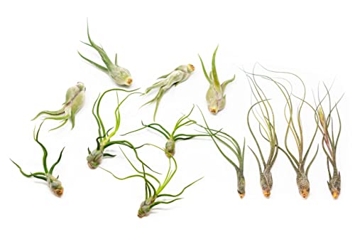 Pack of Wild Ones Air Plants - Tillandsia Caput Medusae, Butzii & Bulbosa Guatemala - Succulent House Plants for Holders - Available in Wholesale/Bulk - Easy Care Indoor/Outdoor Plants (Pack of 12)