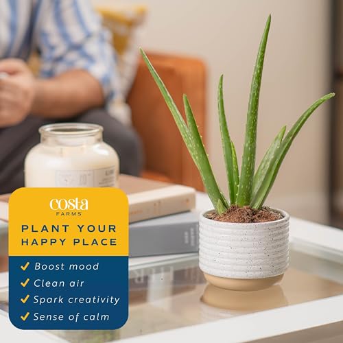 Live Succulents in White Planter Pots (3 PK), Live Succulent Plants Live Plants in Succule & Costa Farms Aloe Vera, Live Succulent Plant, Easy Care Indoor Houseplant in Modern Décor Planter - view 7