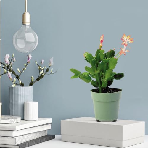 16pcs Rubber Flowerpot Cushion Shockproof Pad for Indoor Plant Stands - view 5