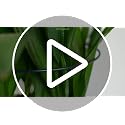 12 Pack 24 Inch Tall Snake Plant Support Stakes with 15 Twist Ties - view 7