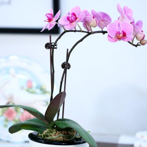 150pcs Plastic Orchid Plant Support Clips Brown - view 5