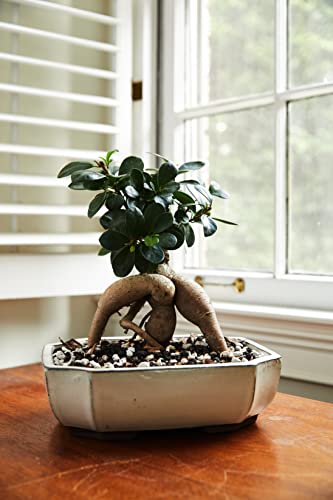 Bonsai All-Purpose Fertilizer by The Bonsai Supply – 1.8 Lbs | Quick Results | Micro Nutrients for Vital Tree Health - view 6